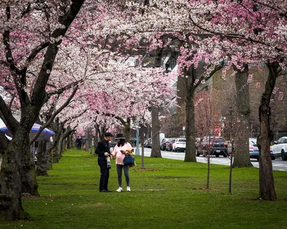 Blossom festival candid