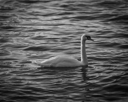 Sea swan swimming